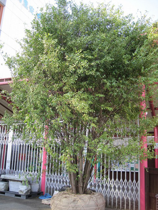 協同組合 川口園芸販売 季節の庭木